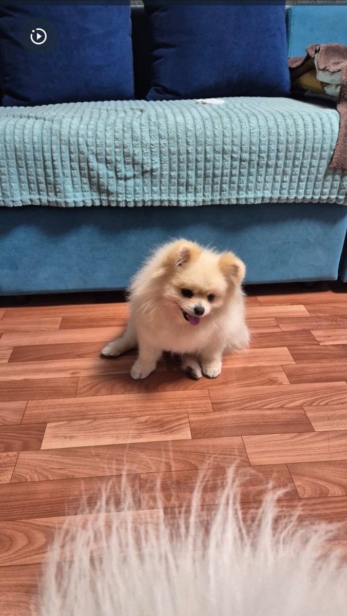 Молли в новой семье