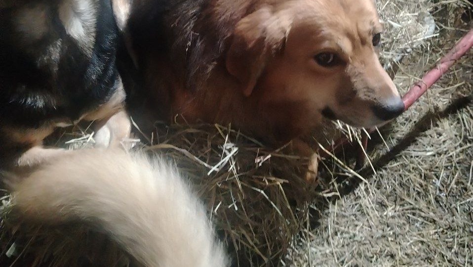 Ситуация 🆘 в приюте продолжается..