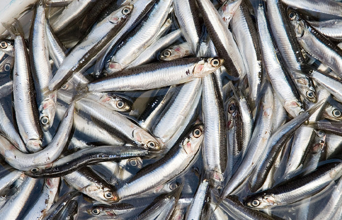 В 18 веке кильку скармливали животным.