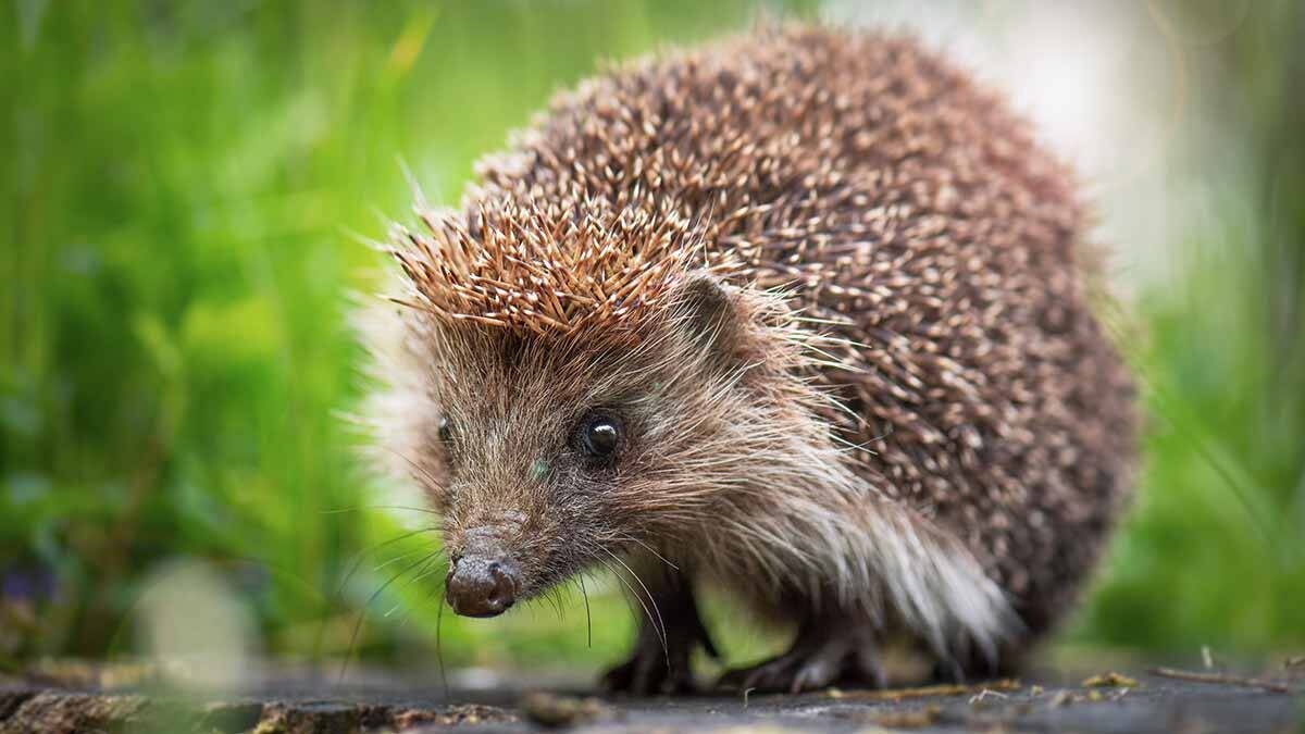    Фото: shutterstock