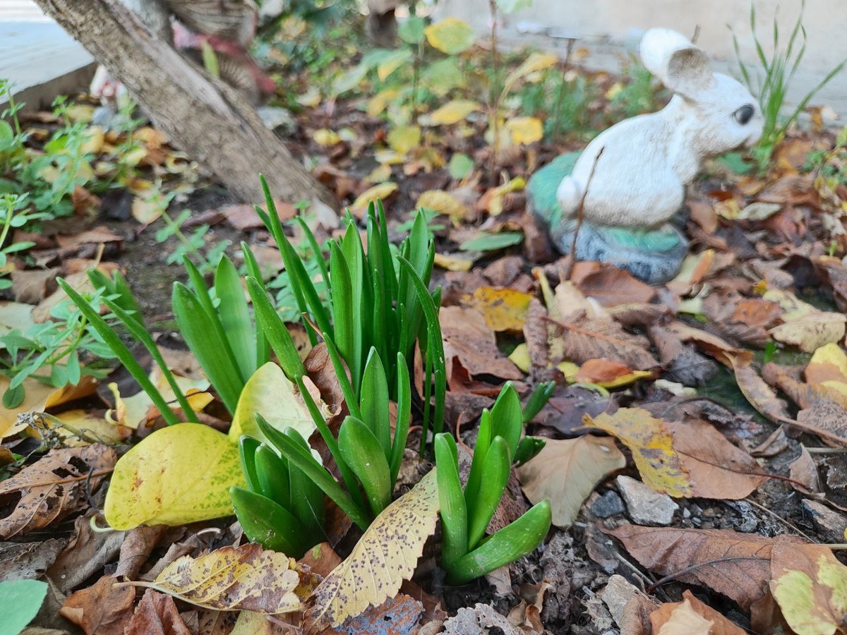 гиацинты уже вылезли....