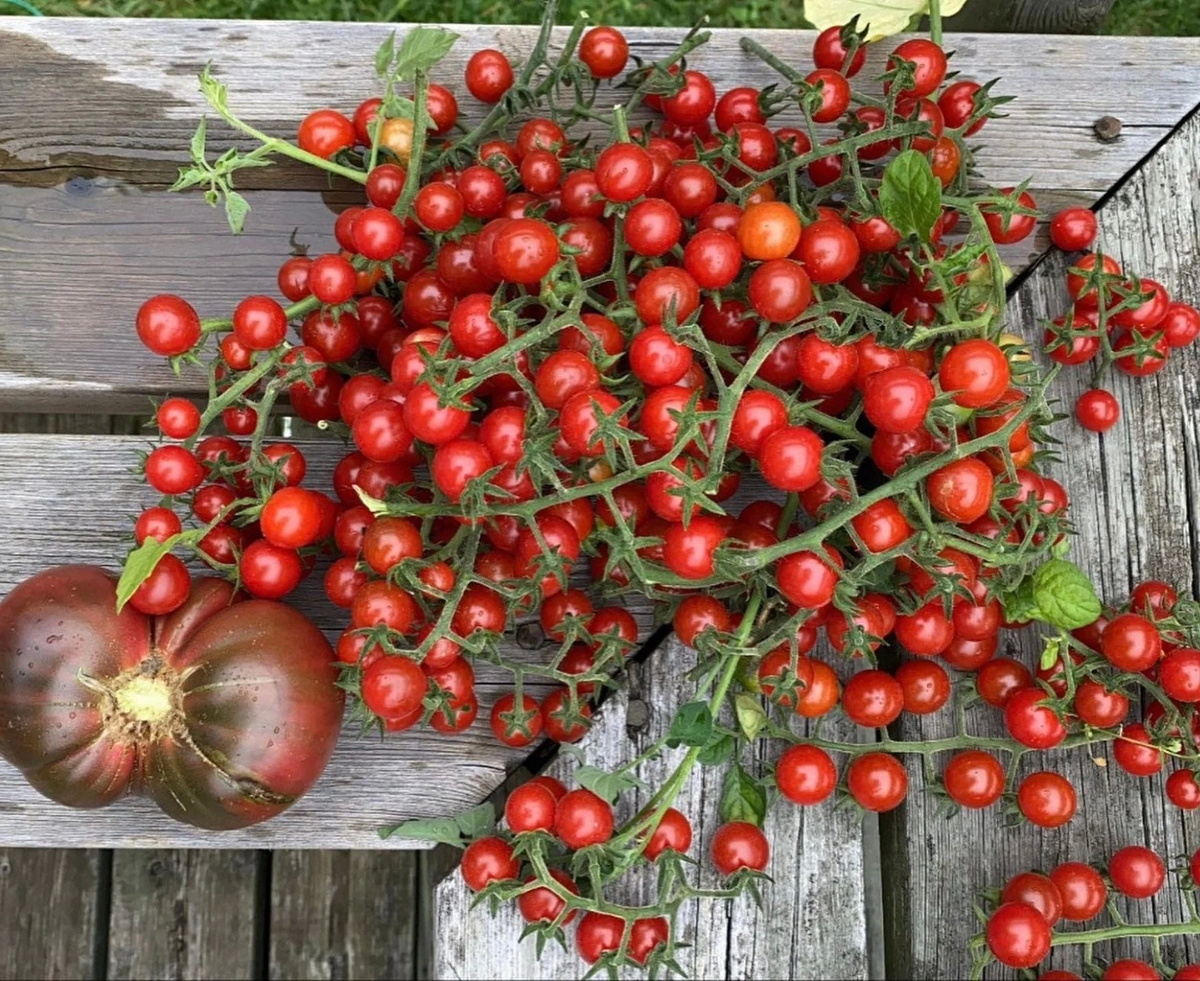 Томат «Matt's Wild Cherry» («Дикая вишня Мэтта», «Мэттс Уайлд Черри»)