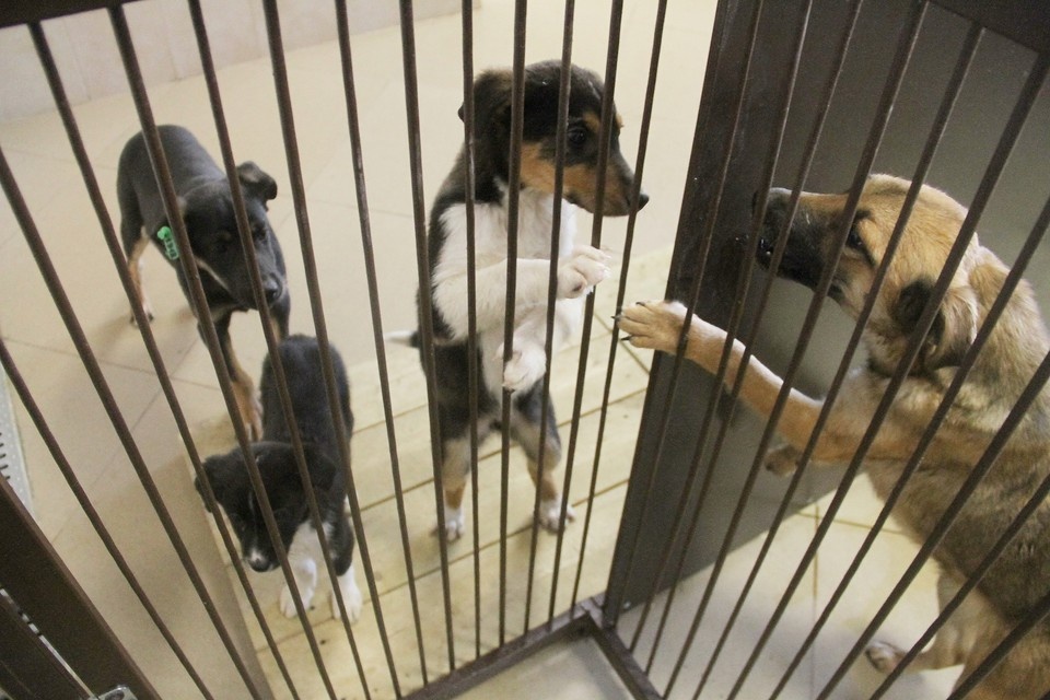    . Роман ИГНАТЬЕВ