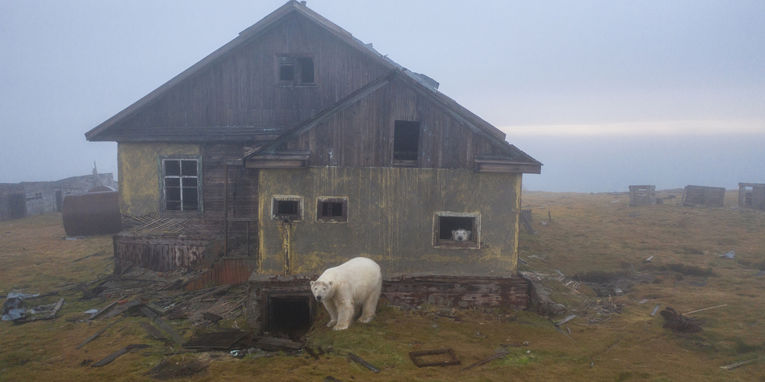 Годовый цикл белого медведя: Зима – рай, весна – испытания, лето – голод, осень – кошмар