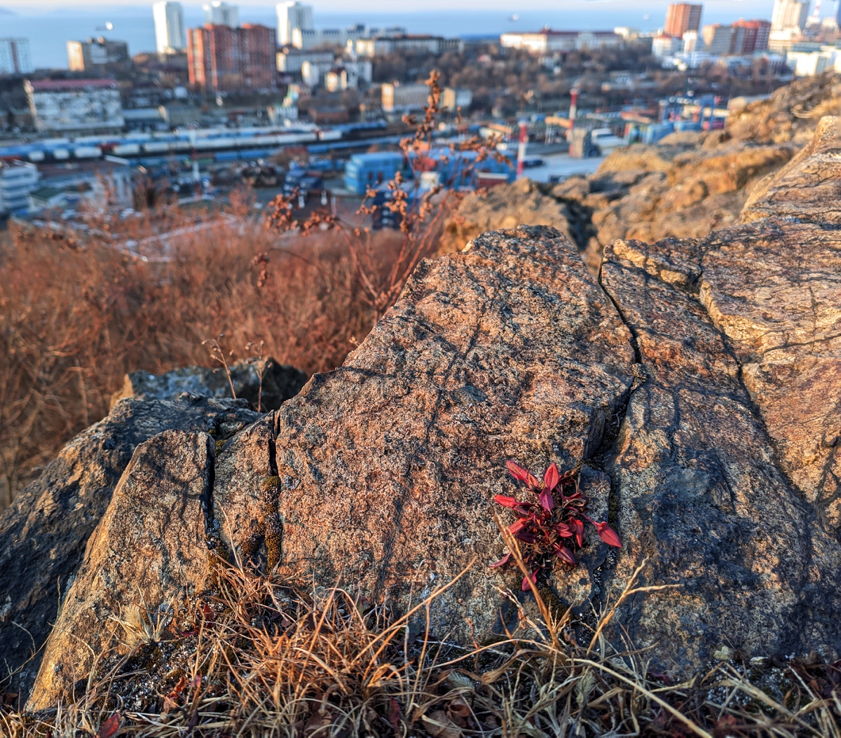Щавелëк воробьиный в ноябре окрасился ярко-красным. 