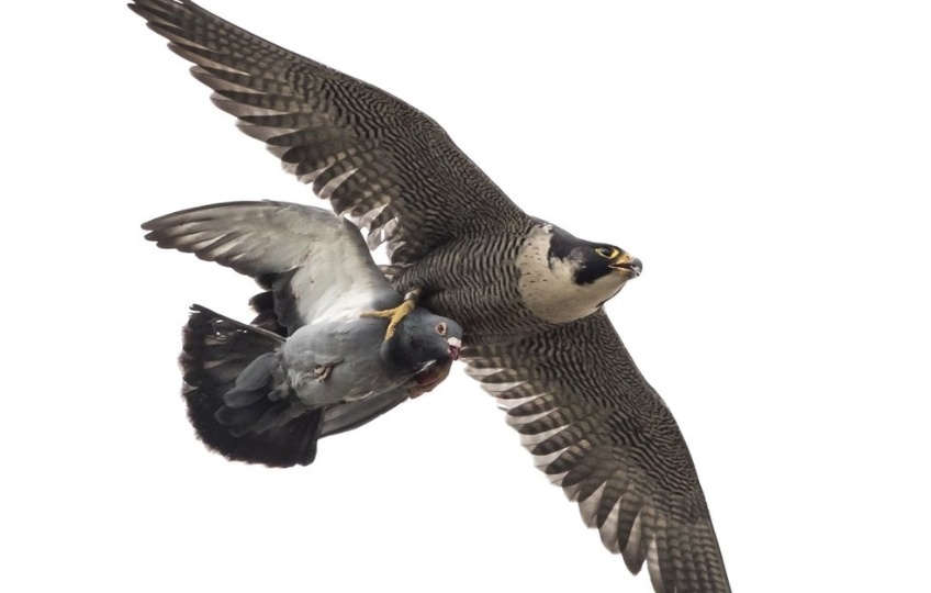 Убивает на скорости 300 км/ч: как охотится сапсан-самый быстрый хищник на планете!