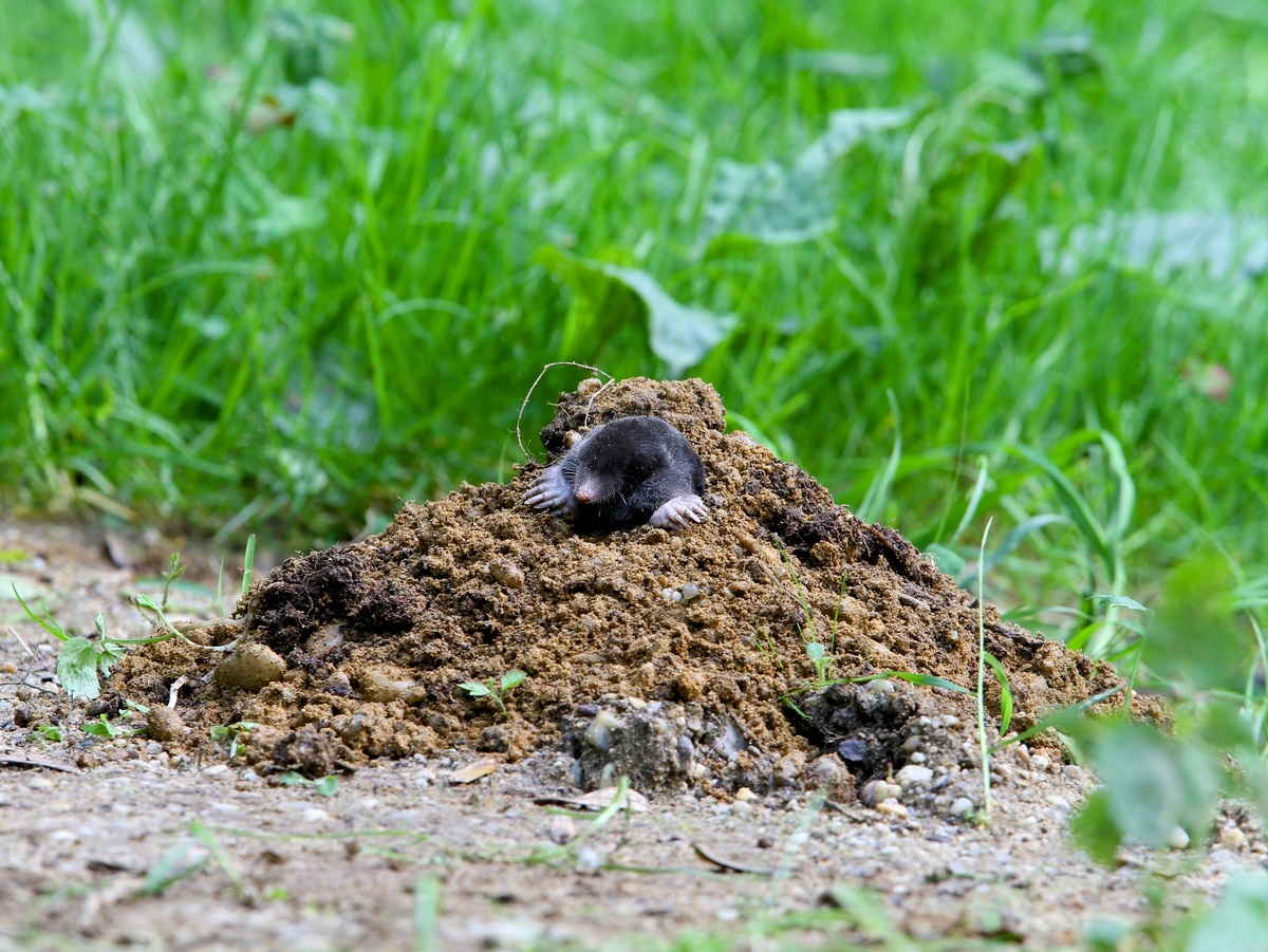 Предложите кроту морковь или картошку — посмотрит на вас, как на посетителя Жёлтого дома. Christoph Moning, CC BY 4.0