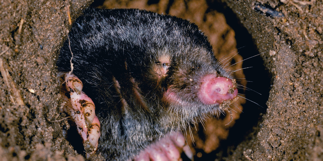 Как живёт крот, и почему огородники должны сказать ему «спасибо»