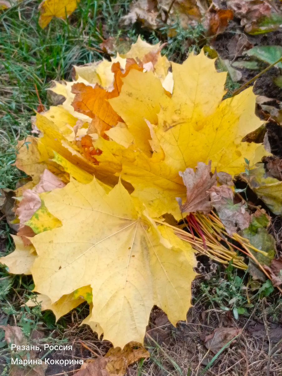 И вспоминается песня  «Кленовый лист»  в исполнении Николая Караченцова