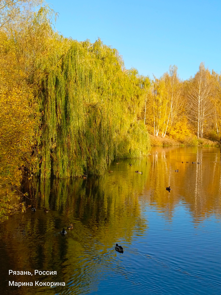 Люблю бродить осенью  возле озера у «Конюшенного двора».