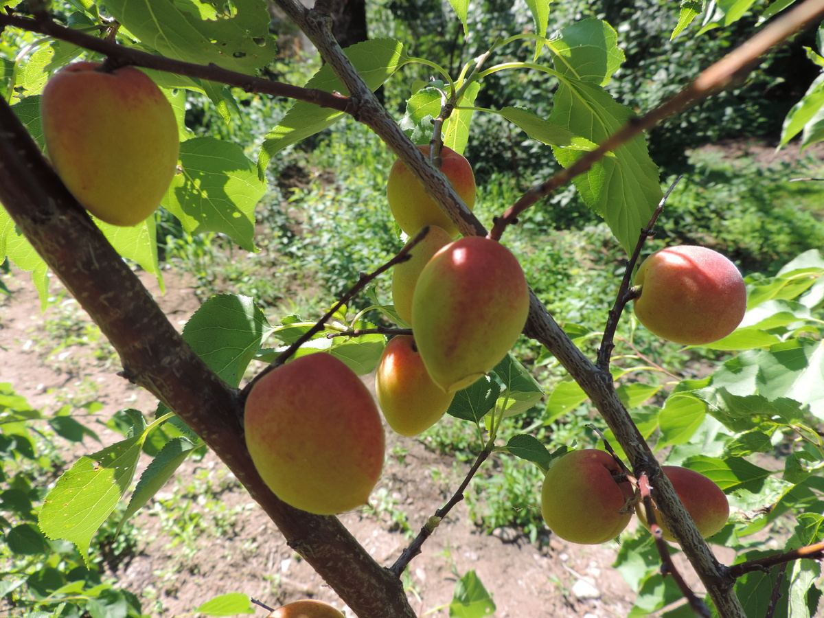 Вот он, наш "маньчжурец". Зимостойкий. И очень вкусный!