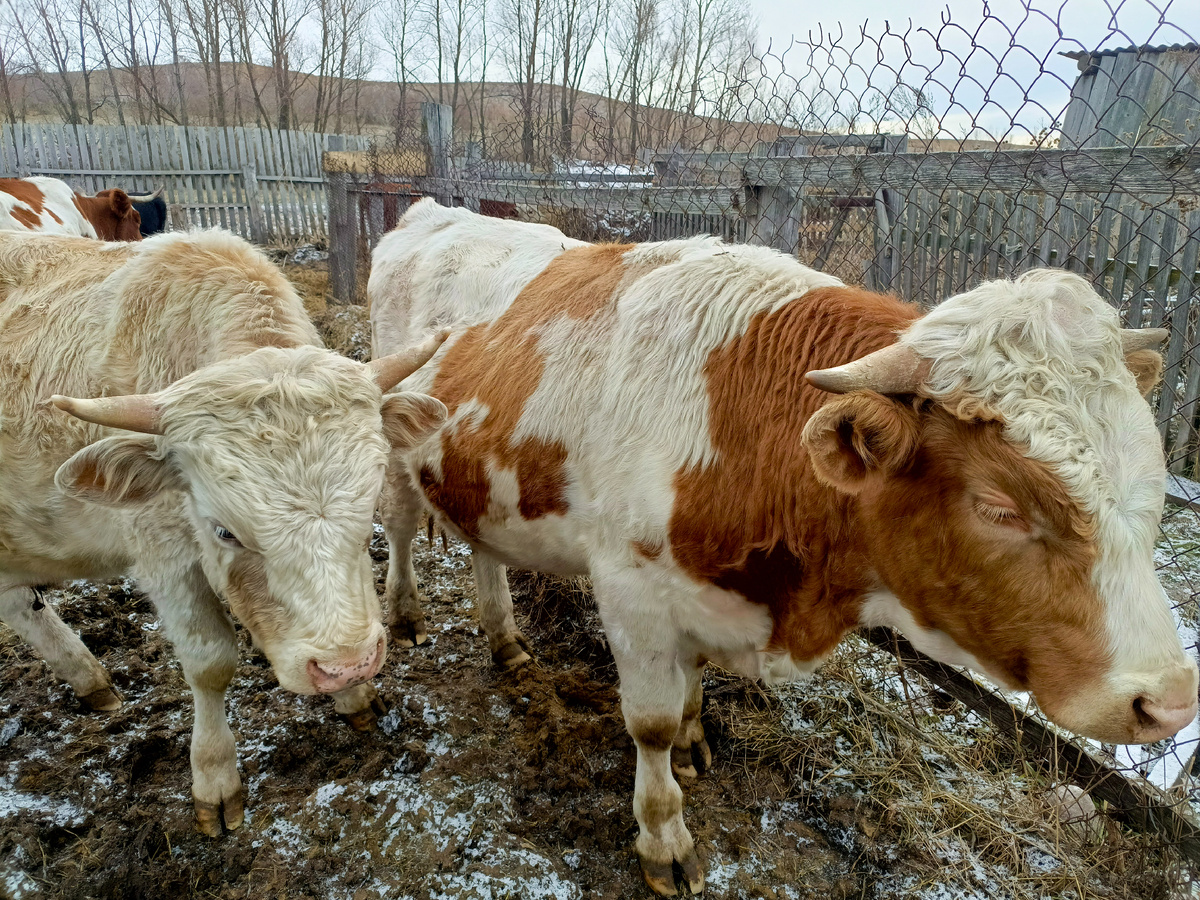 Федя и Боря. 