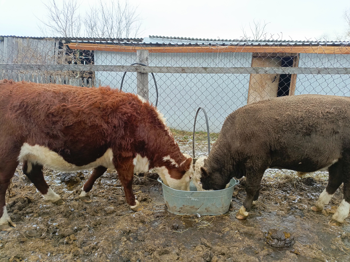 Миша с Розой.