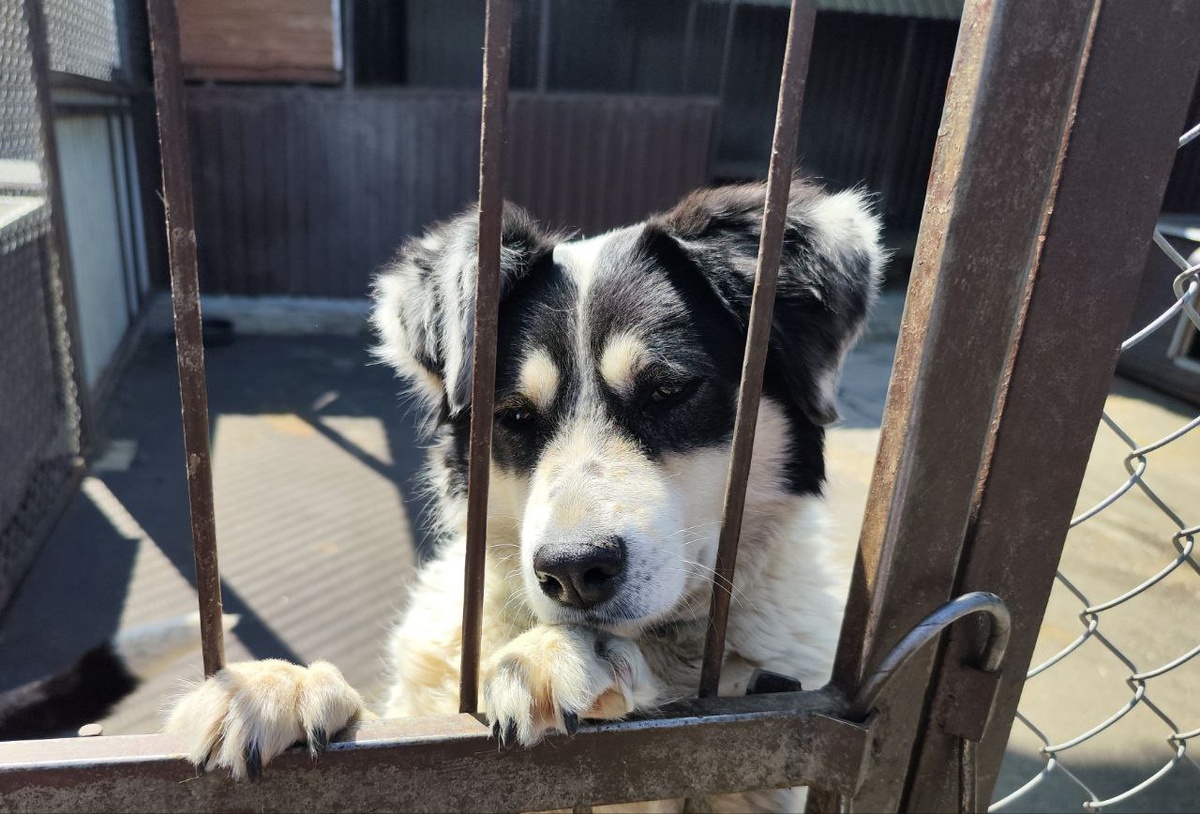 Большинство случаев нападений на граждан совершают собаки, имеющие владельцев.  Фото: ФедералПресс / Ксения Кобалия