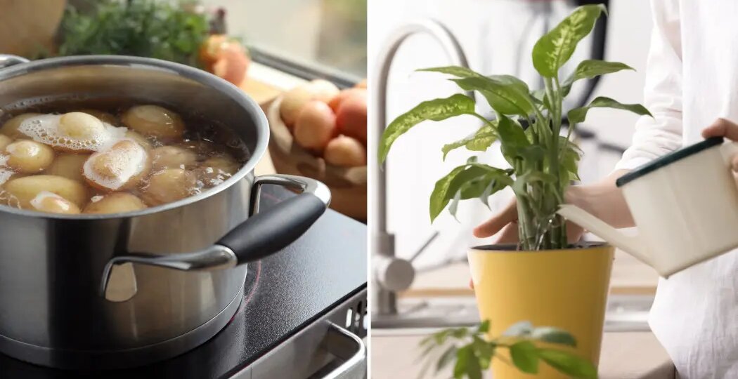 Эту воду обычно выливают. А зря — растения от неё оживают