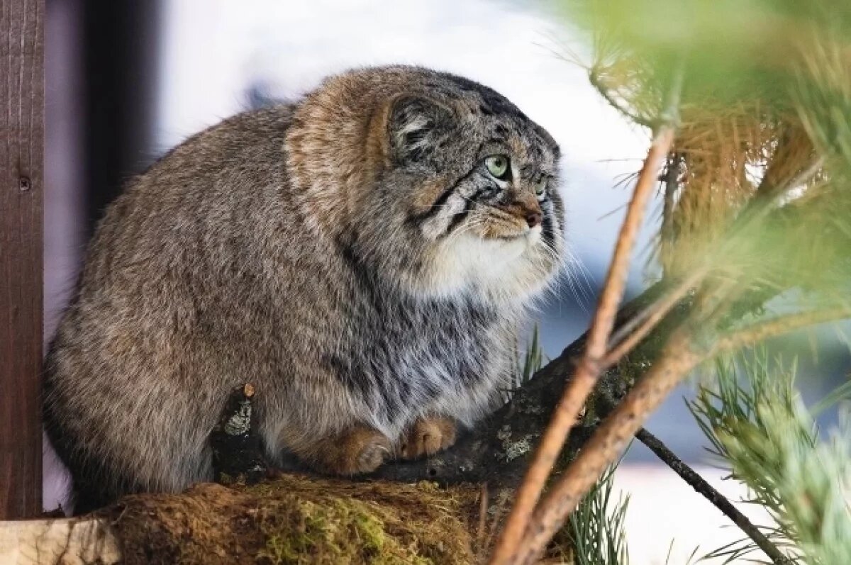    Манул Борис из красноярского зоопарка стал похож на «облако с глазами»