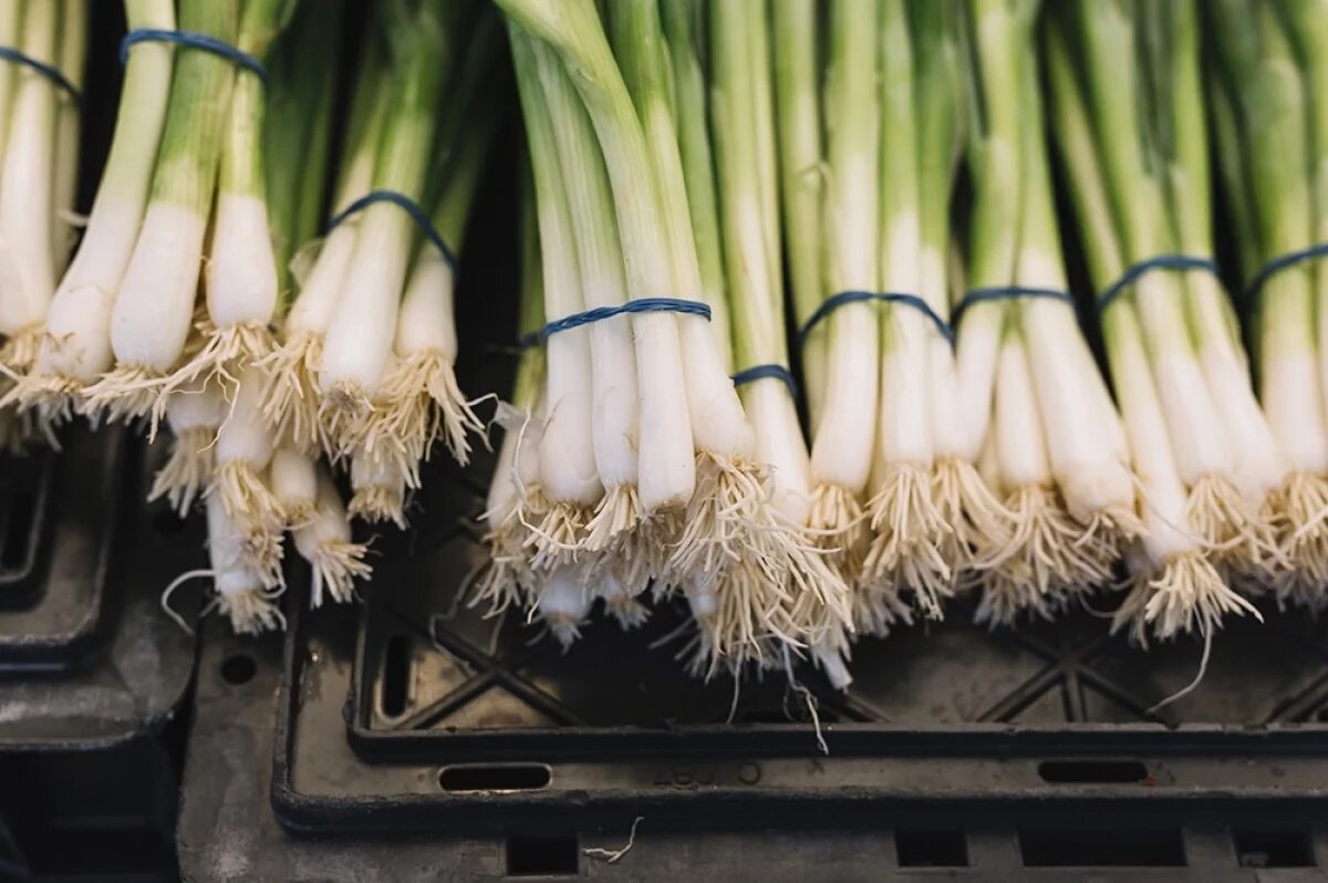    Лук-батун называют «королем среди зеленых луков».