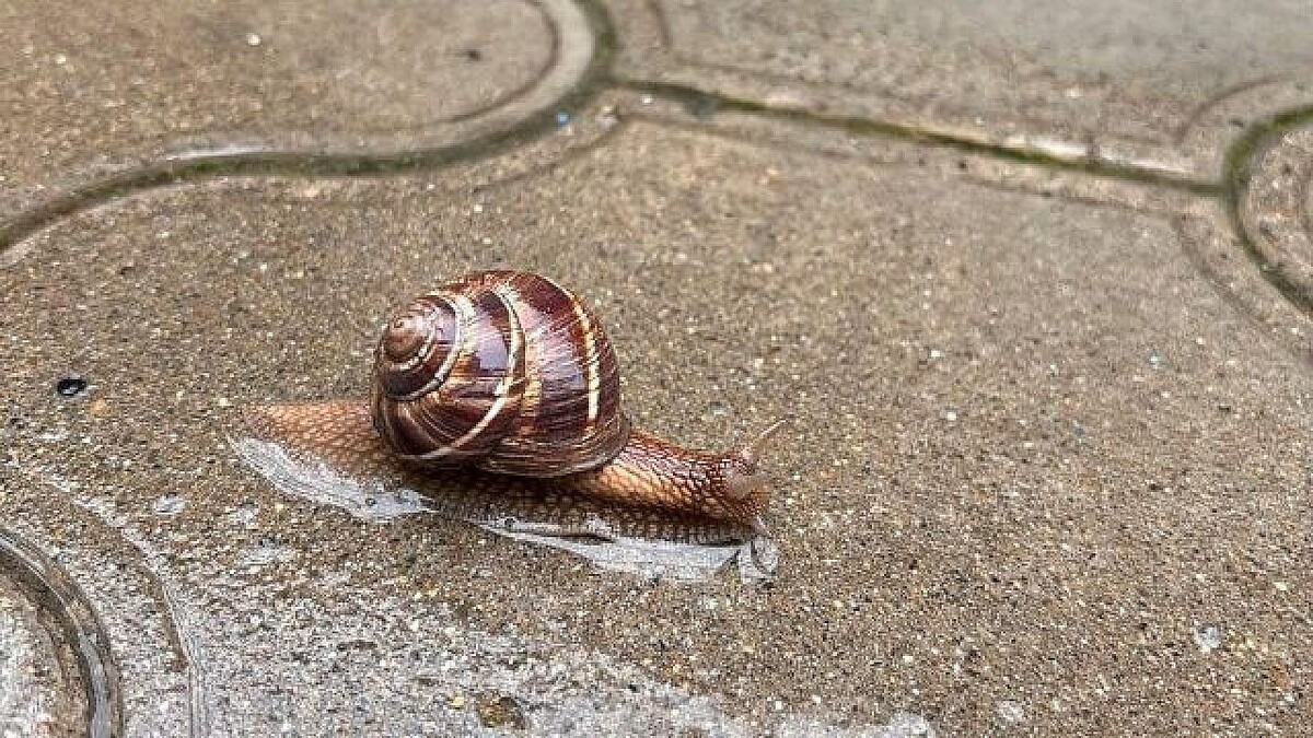    Фото: телеканал «Краснодар»