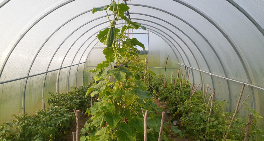    Автор фото - Анна Ефимова