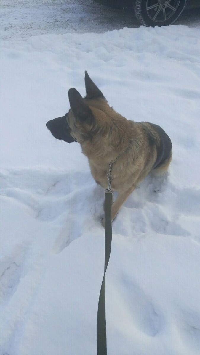    Собака должна быть на поводке   Предоставлено Городу55