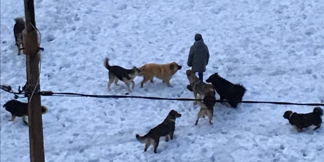 Бездомная дворняга спасла мальчика 10 лет от голодной стаи бродячих собак. Эта история заставит тебя плакать..