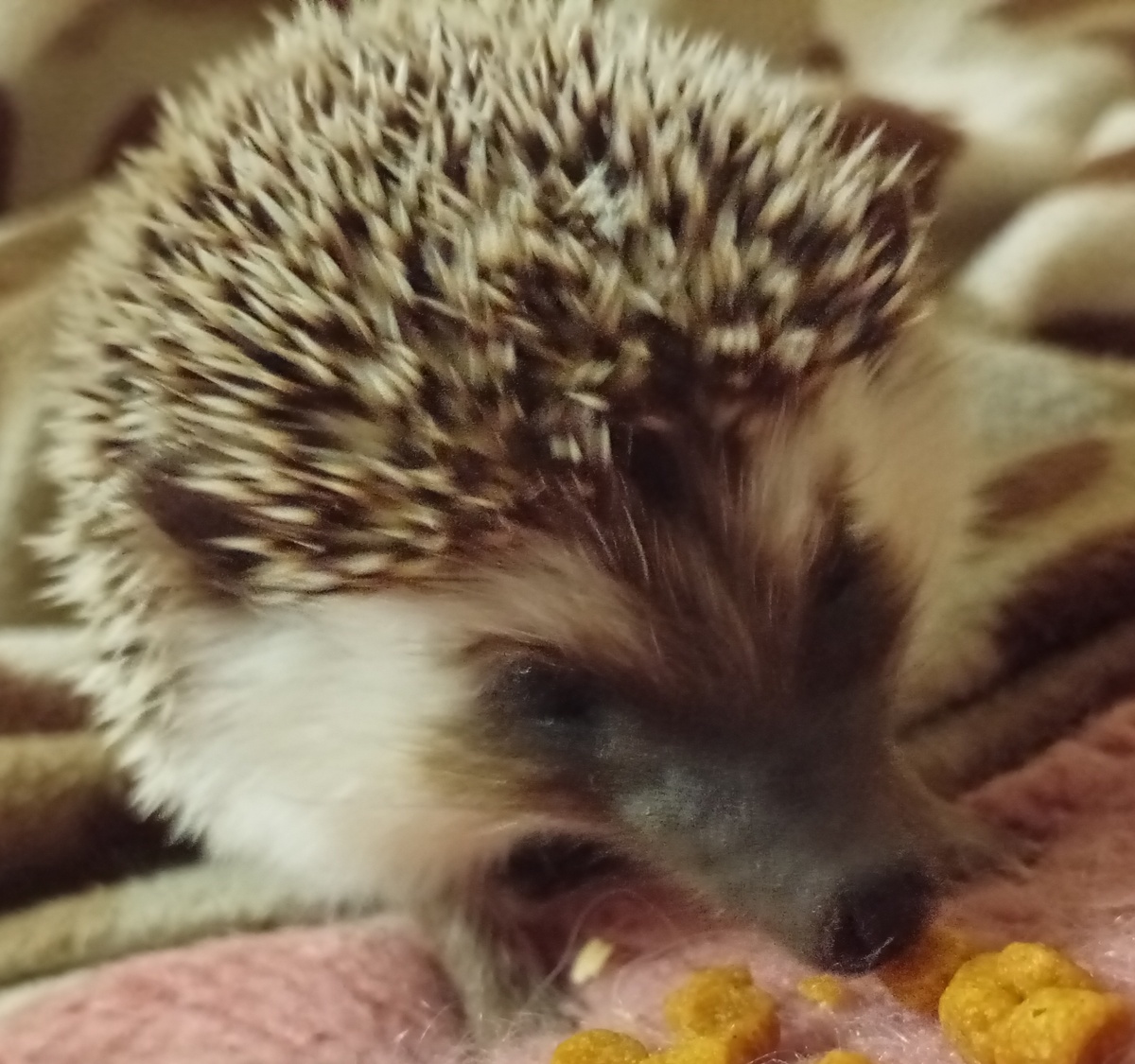 Мой красивый ешшшш. Фото мое