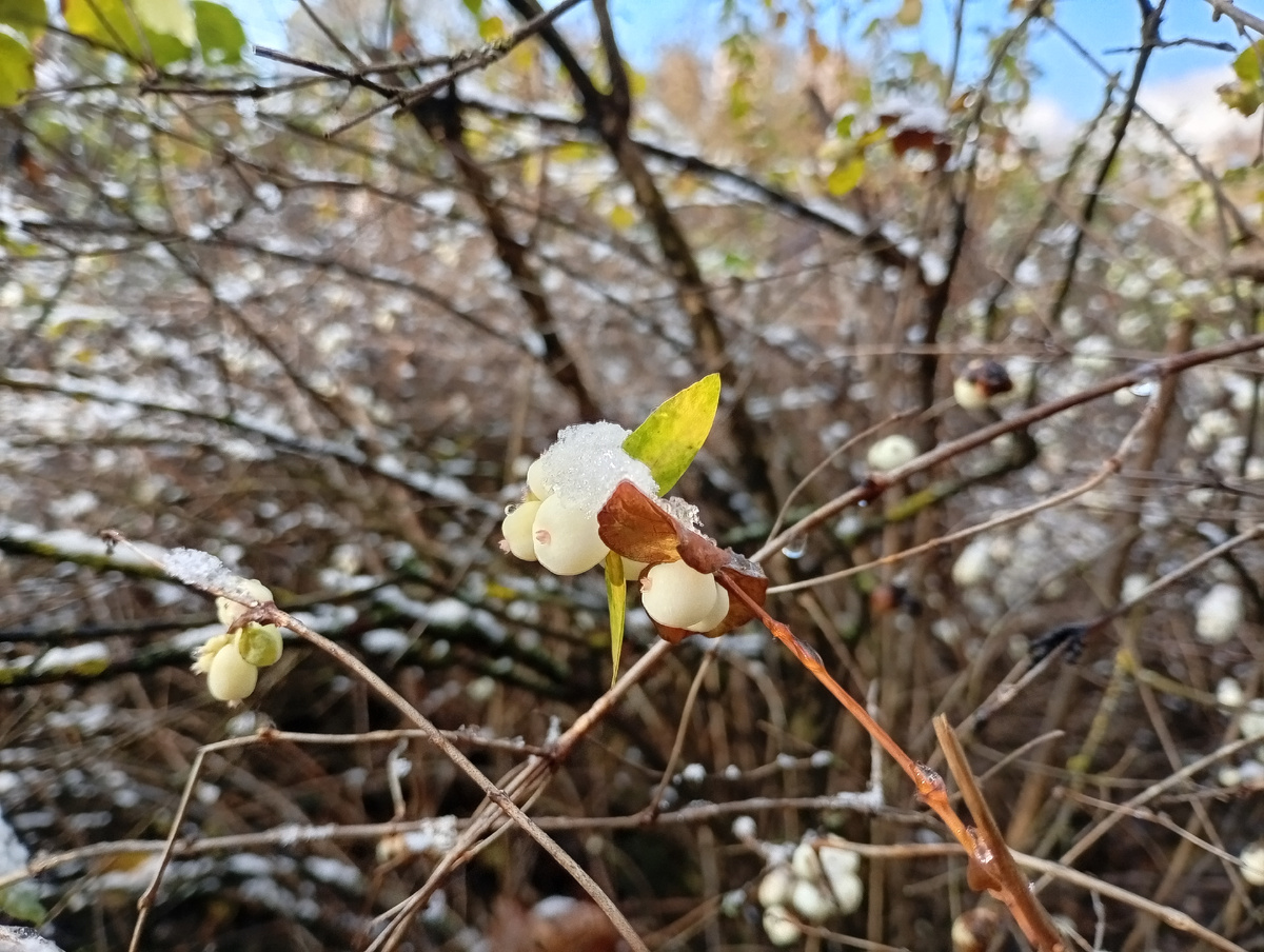 Ноябрь. Фото мое.