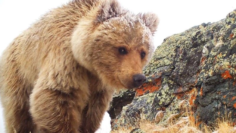     Звери Алтая Сайлюгемский нацпарк