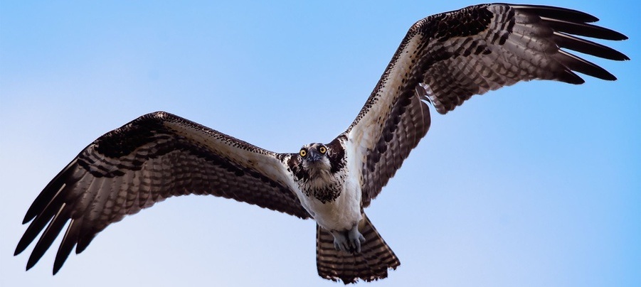 Очень красивая птица