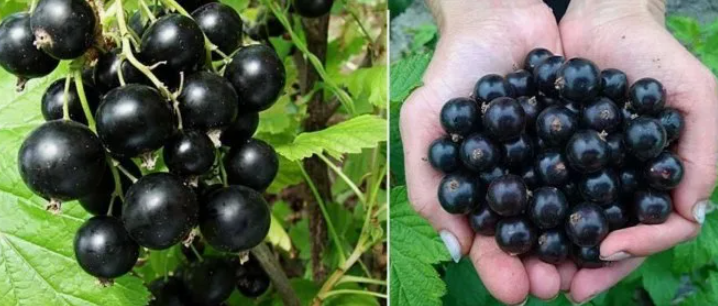 Смородина стала крупная и сладкая! Рассказываю, об эффективном и бесплатном удобрении