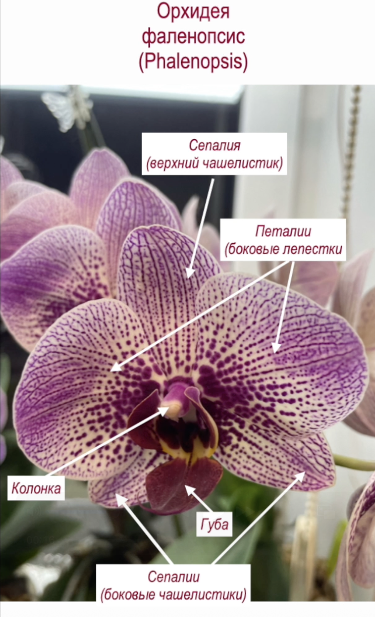 Классическое строение цветка орхидеи фаленопсис. Орхидеи С Еленой Кузнецовой
