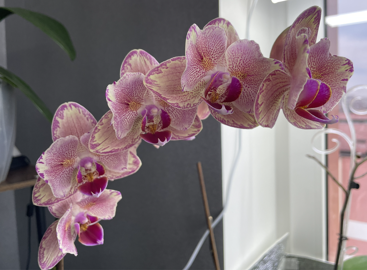 Орхидея фаленопсис Пират Пикоти пелор (бабочка). Орхидеи С Еленой Кузнецовой