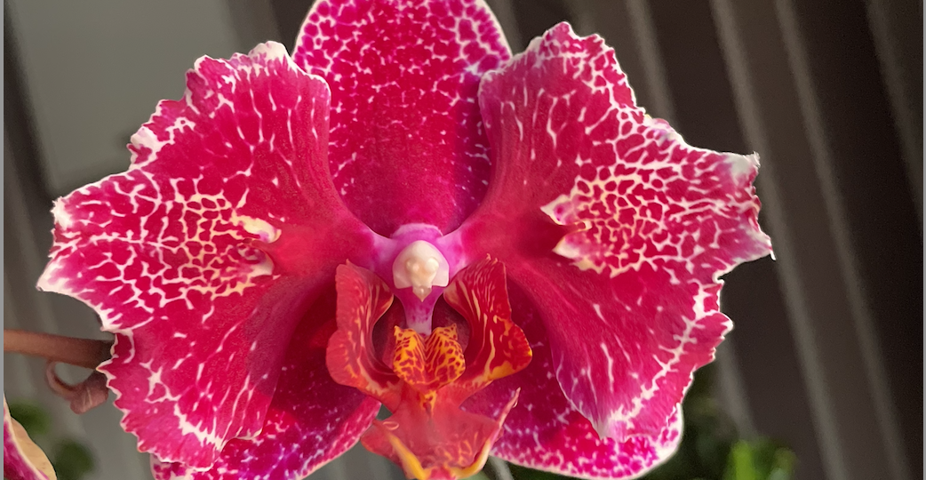 Чудовищные цветы орхидеи - пелоры