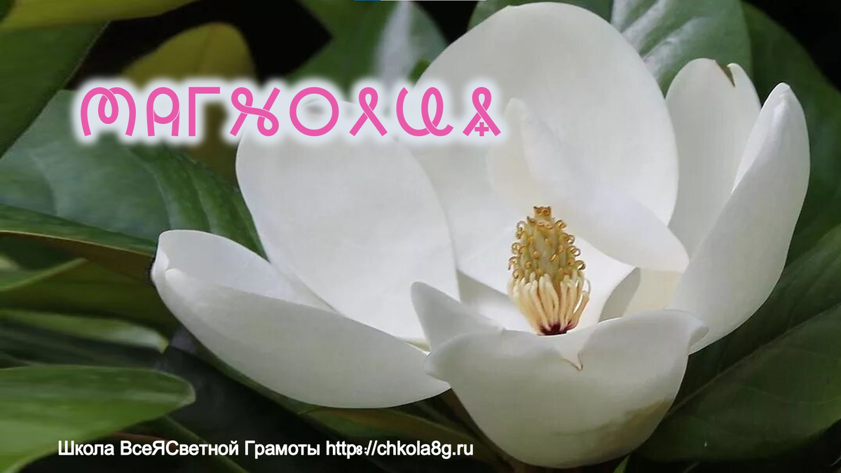 Род деревьев, реже кустарников сем. магнолиевых. Листья цельнокрайные, кожистые, иногда опушённые. Цветки одиночные, обоеполые, верхушечные, обычно крупные (могут достигать в диаметре 30–45 см), б. ч. ароматные, от белых до пурпурных, редко зеленовато-жёлтых