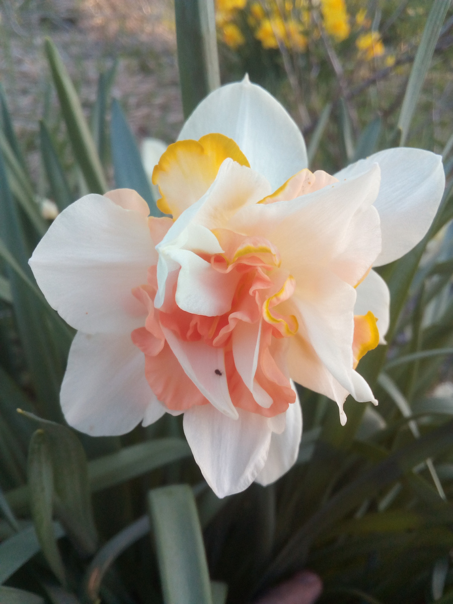 Нарциссы. Мои любимые цветы.