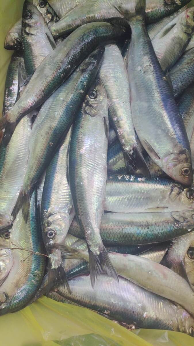 Цена 170 рублей за кг.