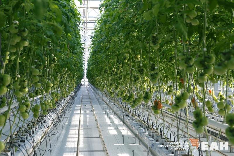    Фото: ЕАН / Помидоры в теплице