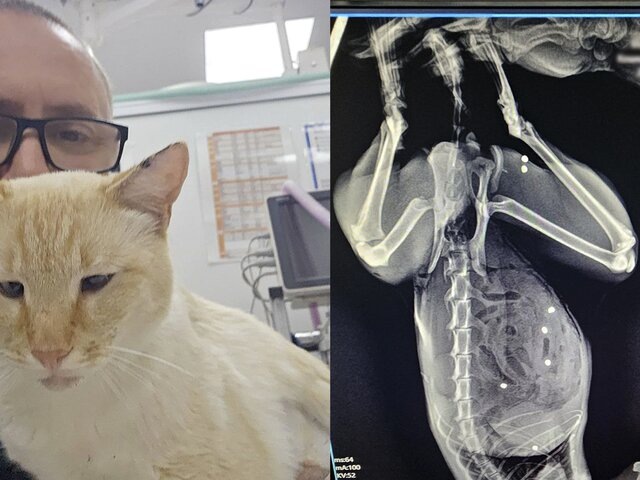    Фото: ГБУ "Мосветобъединение"