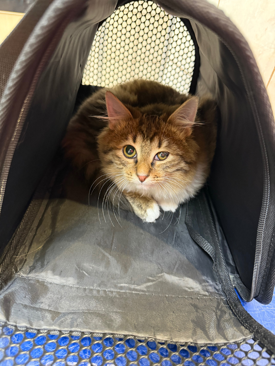 Тут Жан-Поль несчастный в переноске. Потом носила его везде на руках, так он чувствовал себя намного спокойнее 