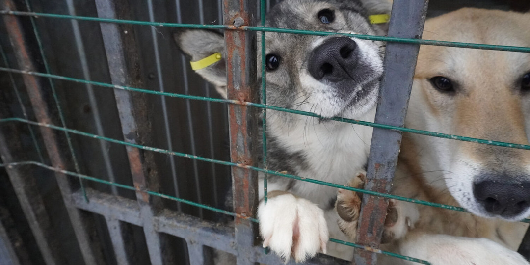 Приют для братьев наших меньших: новая пожарная сигнализация и помощь волонтеров