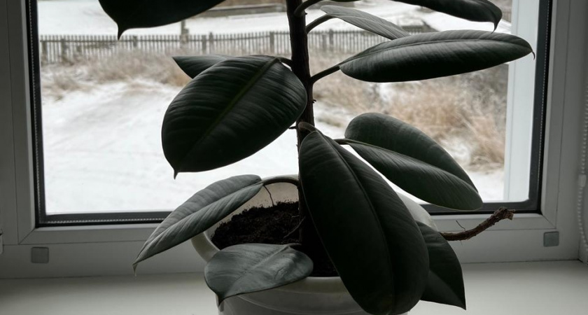    Фото irkutsk.news