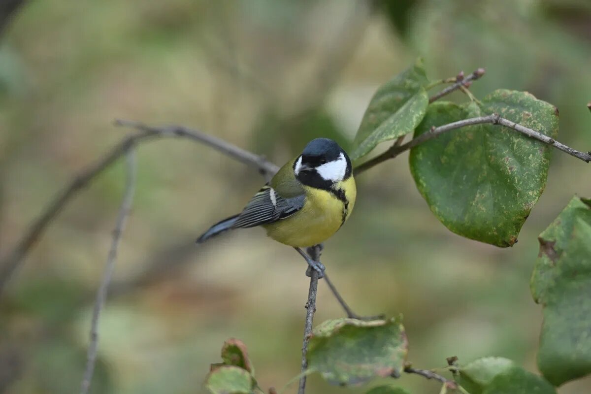    Фото: Анастасия Сибирякова