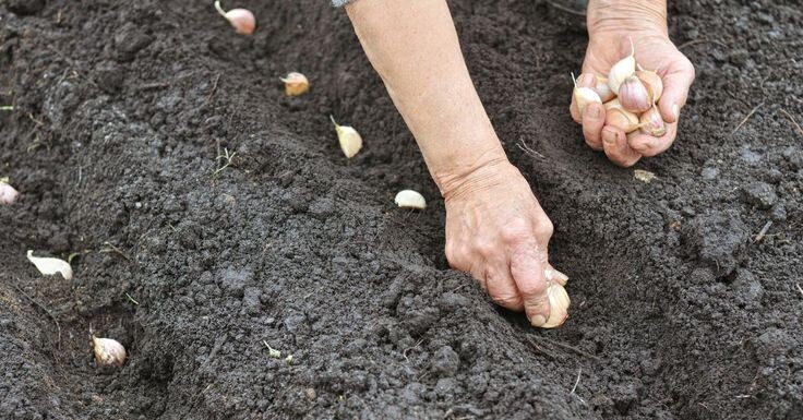 Посадка чеснока под зиму