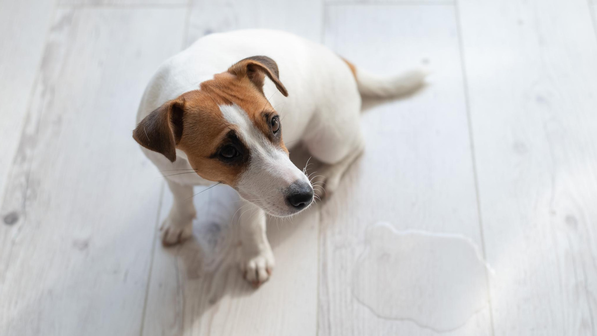 «Просто такая сильная любовь». Куда ж деваться? Фото Anna Reshetnikova/iStock