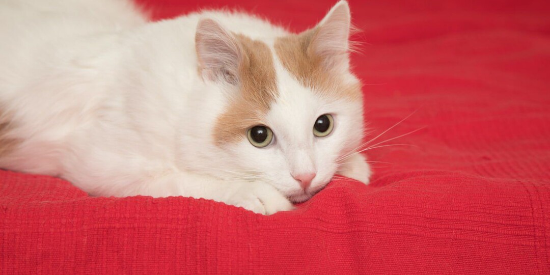 История Миши — кота, который очень хочет быть единственным