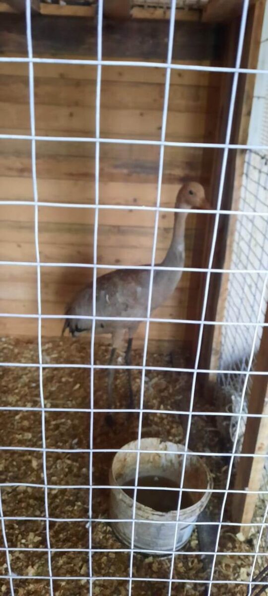    Фото: Telegram-канал «МВД 24»