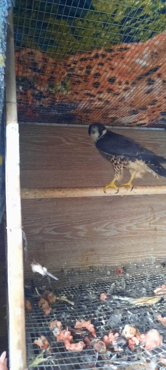    Фото: Telegram-канал «МВД 24»