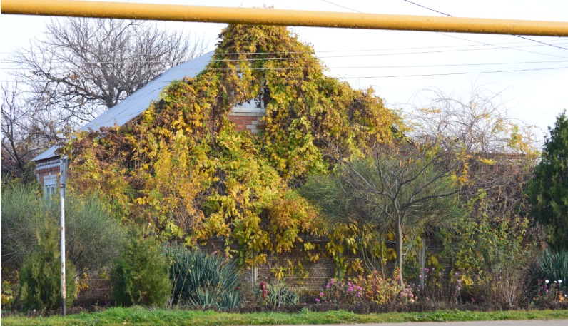 Фото автора. 27.11.2025. Станица. Пожелтела трава у зелёного дома.