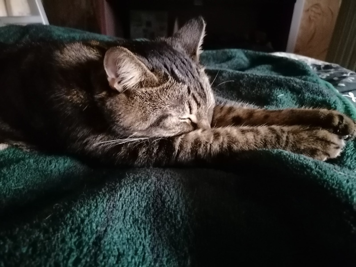 Очень удобно Шерхану: и на мягком, и на солнышке. Фото автора статьи