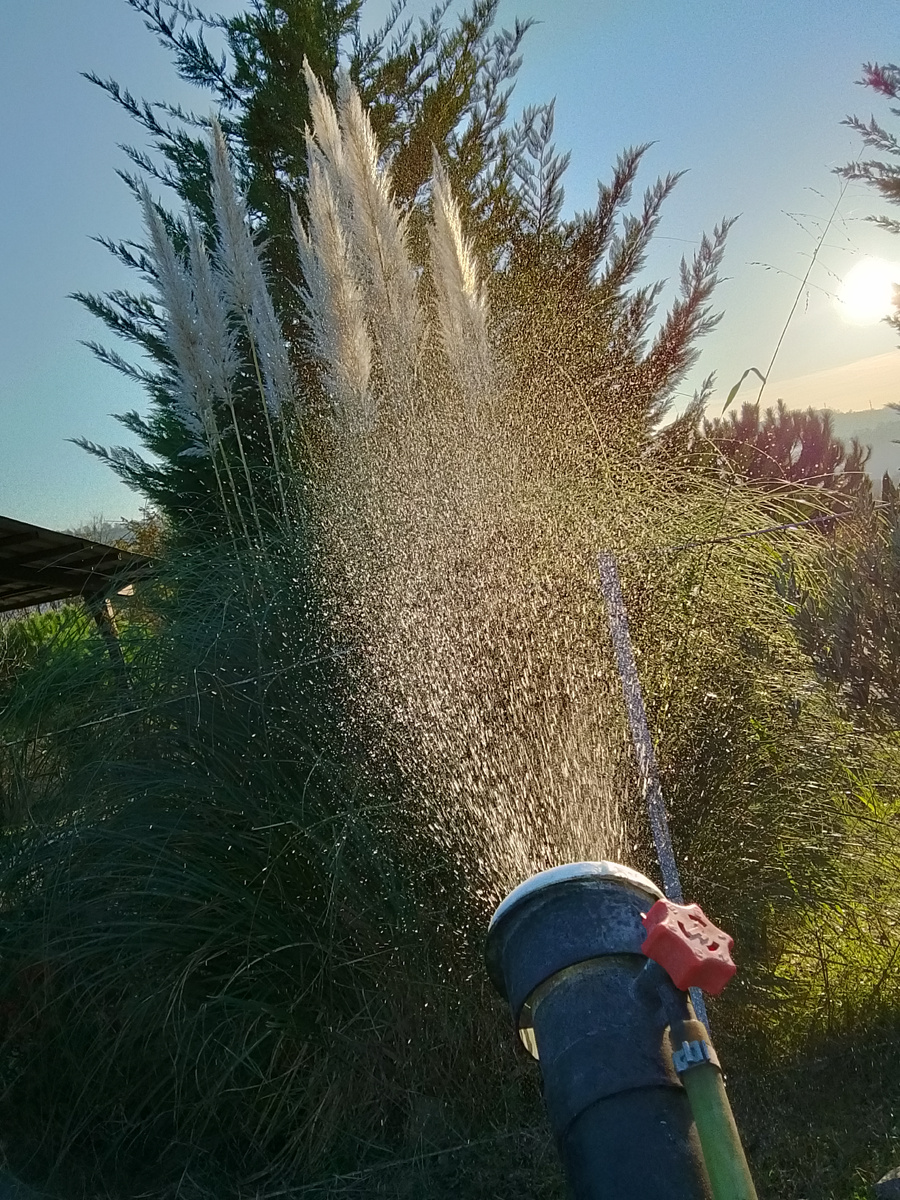 Осенняя обрезка и обработка Пампасной травы